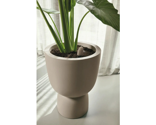 Zimmerpflanze in einem Keramik Pflanzgefäß mit Feuchtigkeitssensor