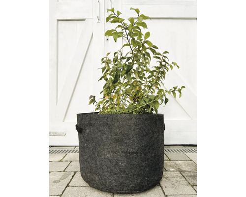 Pflanze in einem Pflanzgefäß aus Filz