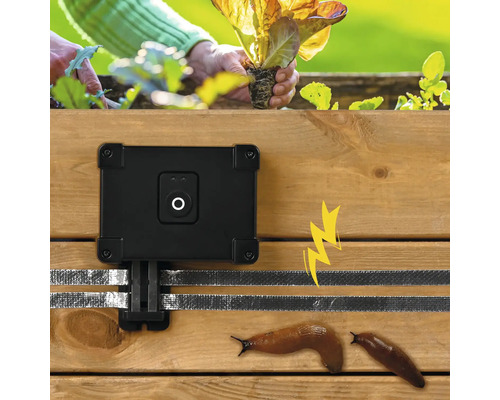Elektrischer Schneckenzaun an einem Hochbeet mit Pflanze und Schnecken