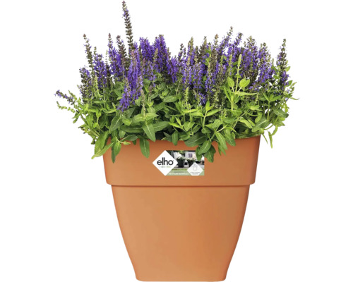 Blumentopf mit lila blühenden Pflanzen