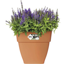 Blumentopf Elho Vibia Kunststoff 36 x 36,4 x 35,6 cm eckig braun
