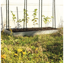 Hochbeet mit Pflanzenstützen und jungen Pflanzen im Garten.