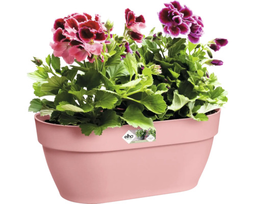 Blumenkasten mit Geranien auf dem Balkon