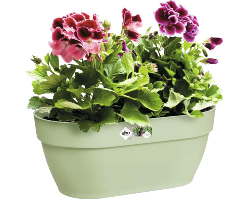 Blumenkasten mit blühenden Geranien