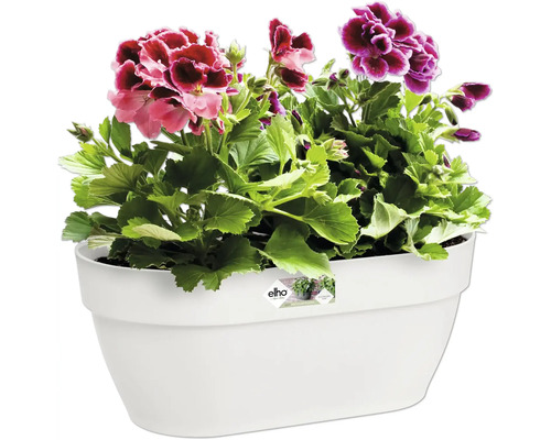 Blumenkasten mit Geranien