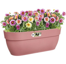 Blumenkasten mit bunten Dahlien