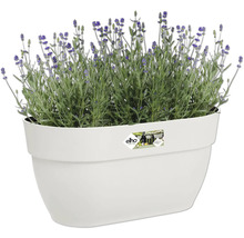 Lavendel in einem weißen Pflanzgefäß der Marke Elho