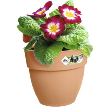 Blumenkasten Elho Vibia Campana Kunststoff 21 x 24,1 x 26,5 cm braun