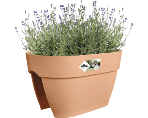 Blumentopf mit Lavendel bepflanzt