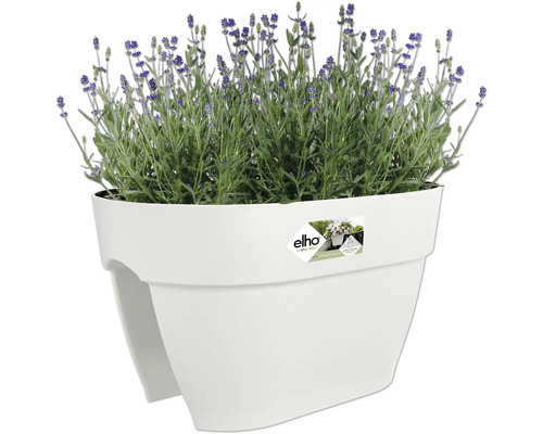 Lavendel in einem Blumenkasten