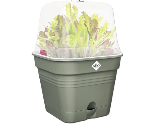 Hochbeet mit Salatpflanzen und transparenter Abdeckung