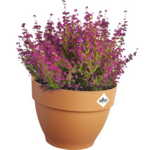Besenheide mit lila Blüten im Pflanzgefäß von Elho