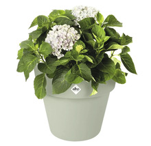 Hortensie in Pflanztopf mit Elho Logo