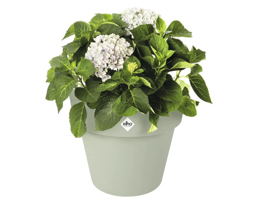 Hortensie in einem Elho Blumentopf
