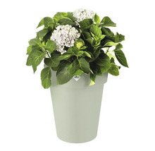 Hortensie in einem Blumentopf