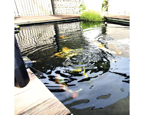 Teich mit Zierfischen und Holzelementen