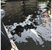Teich mit Kois und Teichfutter