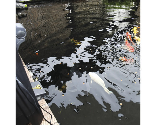 Teich mit Kois und Teichfutter