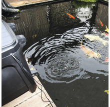 Teich mit Koi Karpfen und Teichfilter am Rand