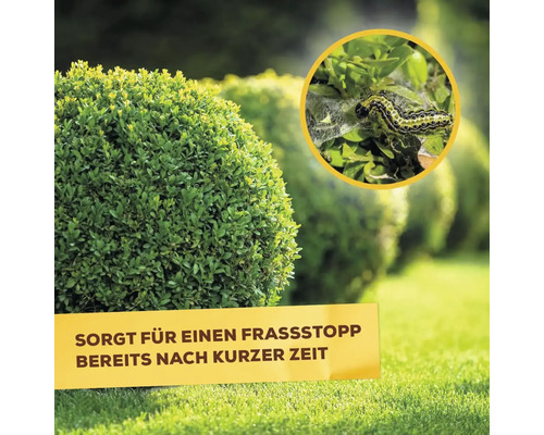Buchsbaum mit Zünslerbefall, der einen Fraßstopp benötigt