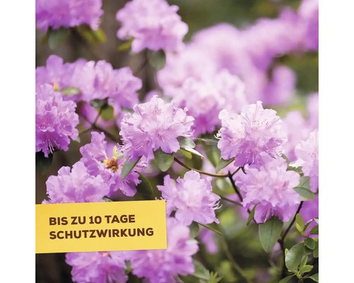 Nahaufnahme von Rhododendronblüten mit dem Hinweis bis zu 10 Tage Schutzwirkung