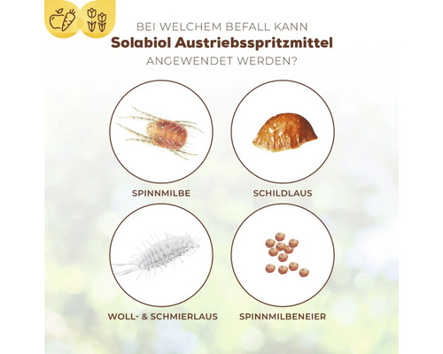 Grafik zeigt Schädlinge, bei deren Befall Solabiol Austriebsspritzmittel angewendet werden kann: Spinnmilbe, Schildlaus, Woll- und Schmierlaus, Spinnmilbeneier