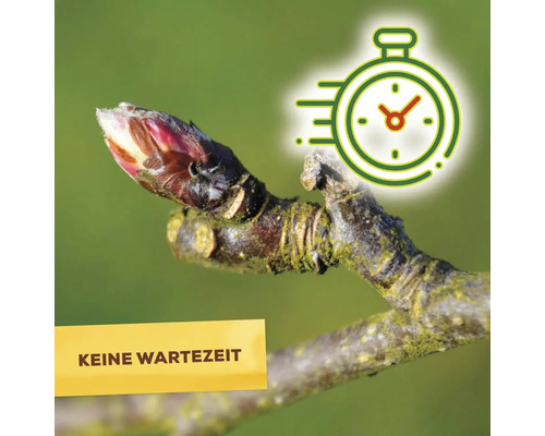 Keine Wartezeit Symbol auf einem Ast mit Knospe