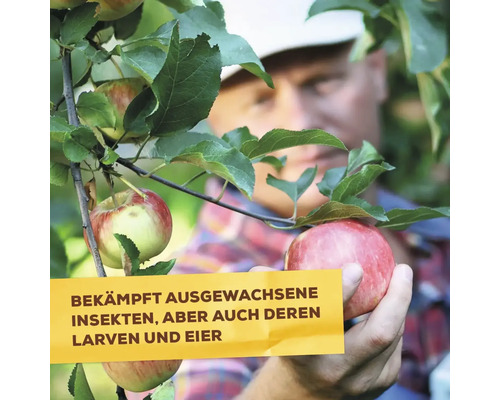 Mann pflückt Äpfel vom Baum, Insektenbekämpfungsmittel