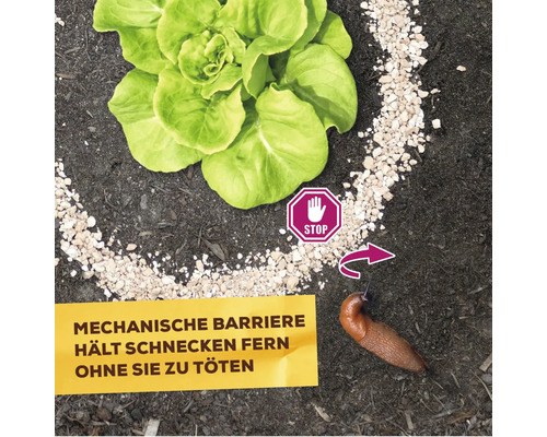 Mechanische Schneckenbarriere schützt Salatpflanze vor einer Schnecke