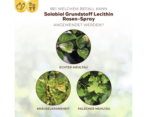 Anwendungsbeispiele für Solabiol Grundstoff Lecithin Rosen-Spray bei echtem Mehltau, Kräuselkrankheit und falschem Mehltau