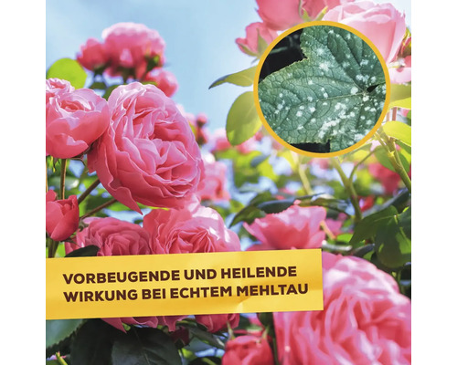 Rosen mit Vorbeugender und heilender Wirkung bei echtem Mehltau