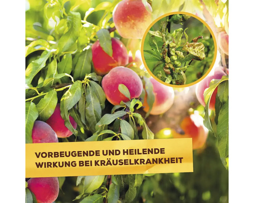 Pfirsichbaum mit Früchten und Blättern, Hinweis auf vorbeugende und heilende Wirkung bei Kräuselkrankheit