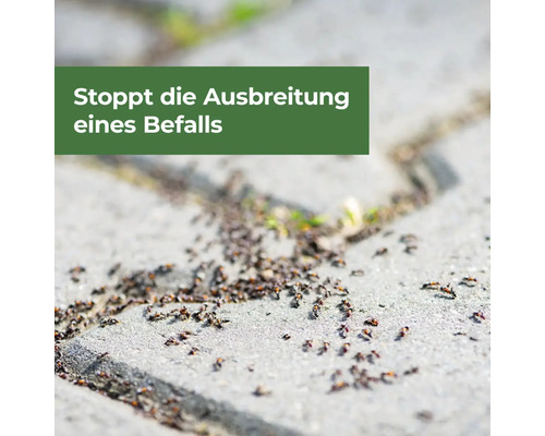 Ameisenbefall auf Pflastersteinen