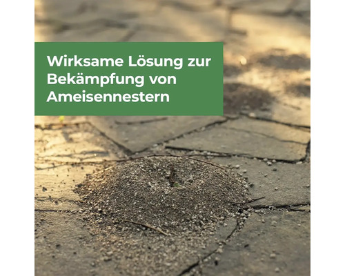 Ameisenhügel auf Pflastersteinen zur Schädlingsbekämpfung