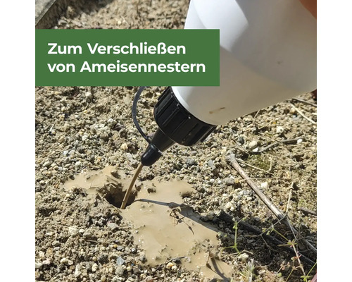 Flüssiges Ameisenmittel wird in ein Ameisennest gegossen