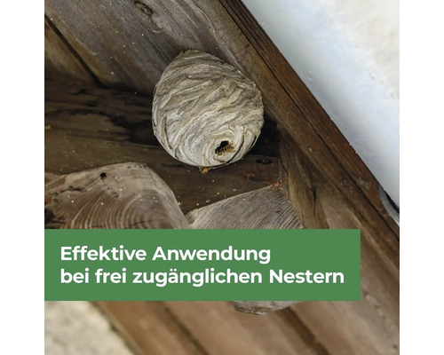 Wespennest aus Zellulose unter Holzdach