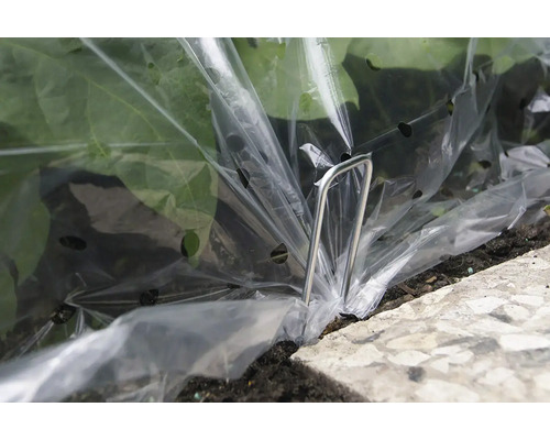 Gartenpflanze unter Folie mit Folienspanner