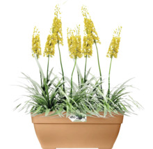 Blumenkasten Elho Vibia Kunststoff 77 x 35 x 33,3 cm braun