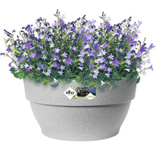 Glockenblumen in einem Pflanztopf