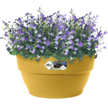 Blumenkasten mit Campanula Blumen