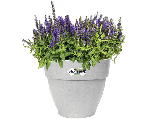 Salbei in einem Blumentopf