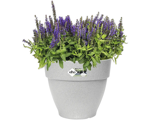 Blumentopf mit lila blühender Pflanze