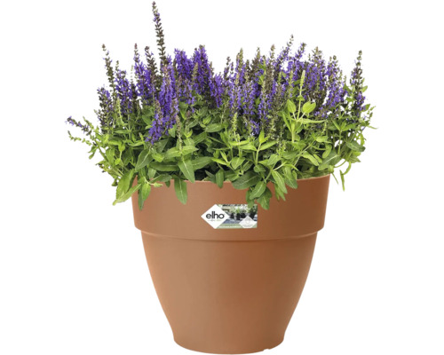 Blumentopf mit blühendem Salbei und Elho Logo