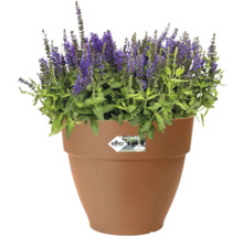 Blumentopf mit blühender Pflanze