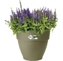 Blumentopf mit blühendem Lavendel