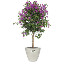Blumentopf Elho Vibia Kunststoff 35 x 34,5 x 29,7 cm weiß