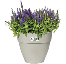 Blumentopf Elho Vibia Kunststoff 30 x 29,8 x 26 cm weiß