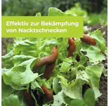 Spanische Wegschnecken auf Salatblättern im Garten zur Illustration der Bekämpfung von Nacktschnecken