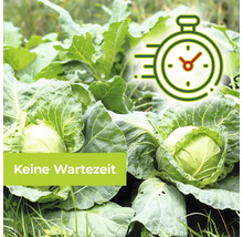 Keine Wartezeit beim Anbau von Kopfkohl