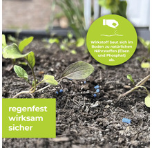 Nahaufnahme von Pflanzen und blauen Düngekörnern im Gartenboden